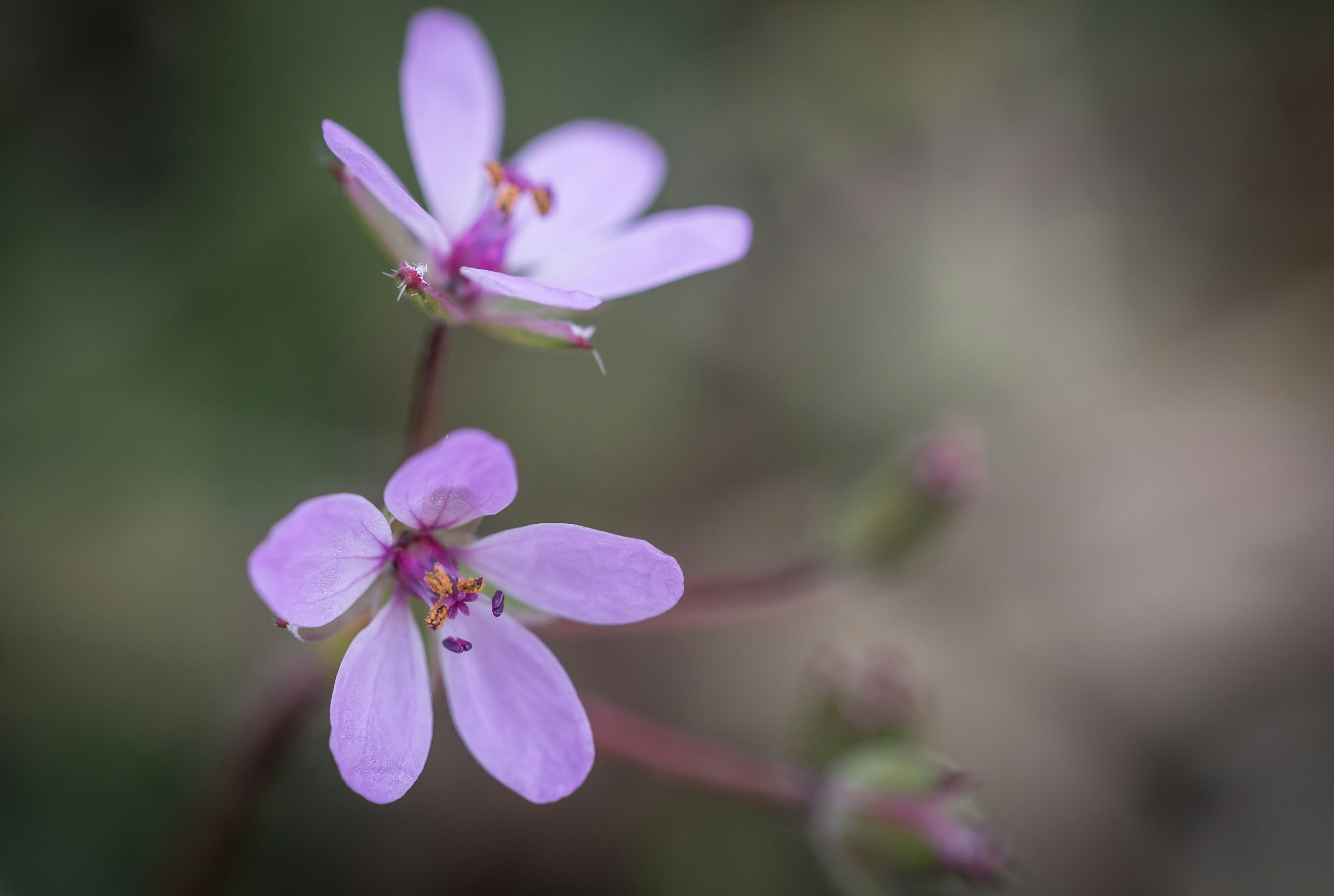 Photo by blooddrainer