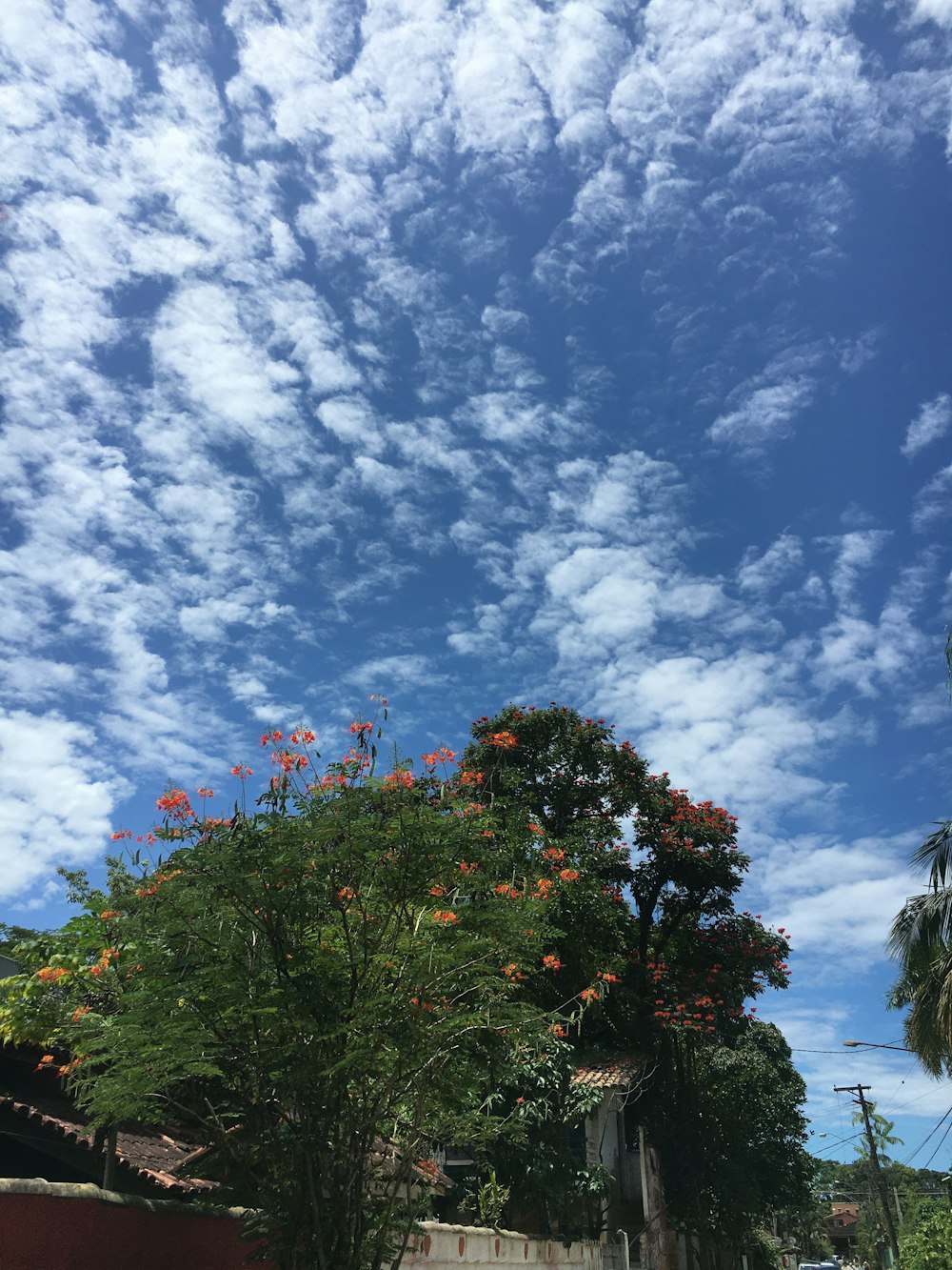 a blue sky with white clouds and orange flowers