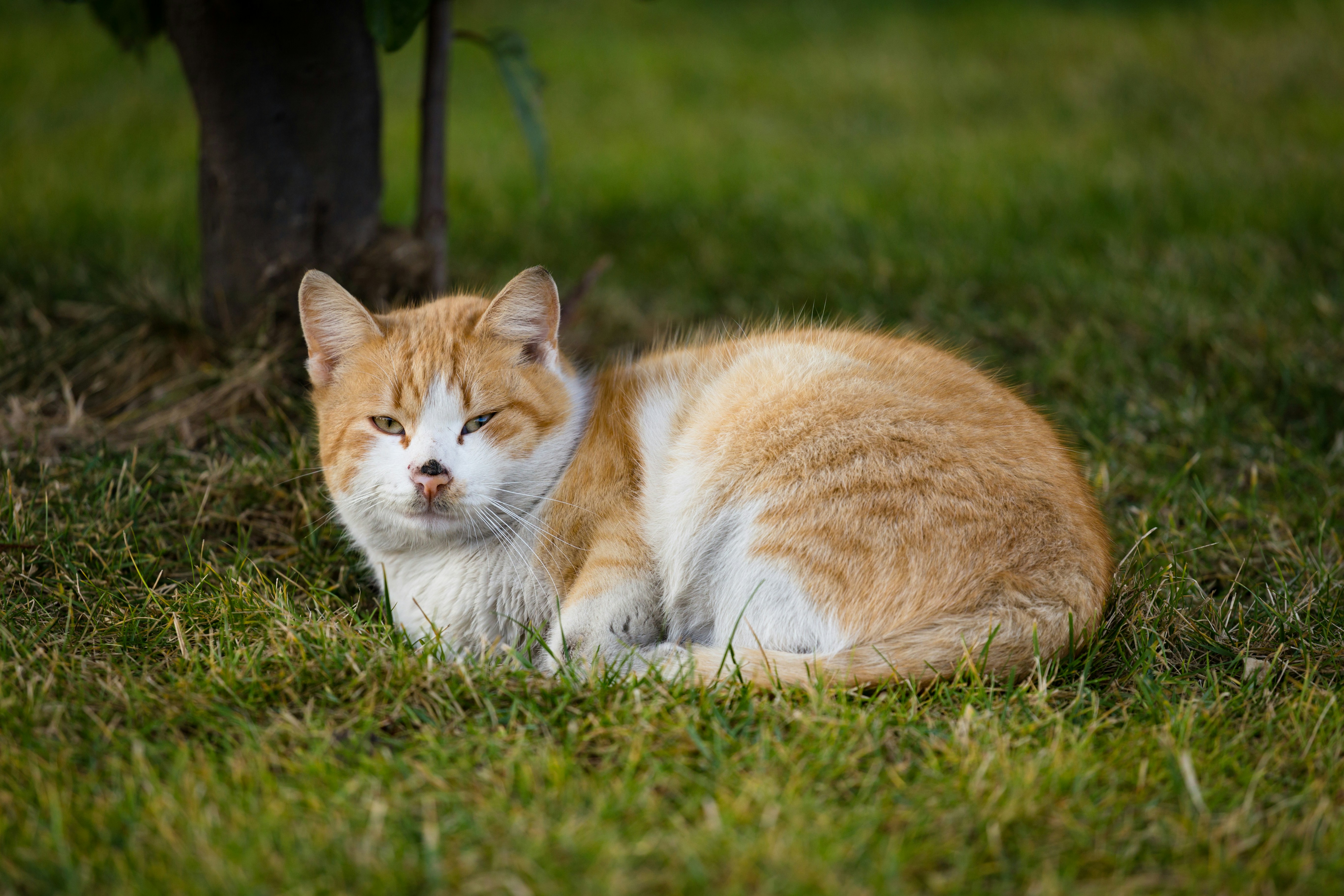 Photo by blooddrainer