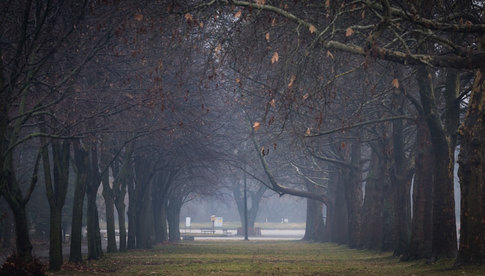 a park filled with lots of trees covered in fog
