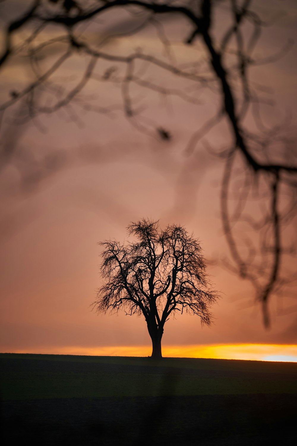 Un arbre solitaire se dessine sur fond de coucher de soleil