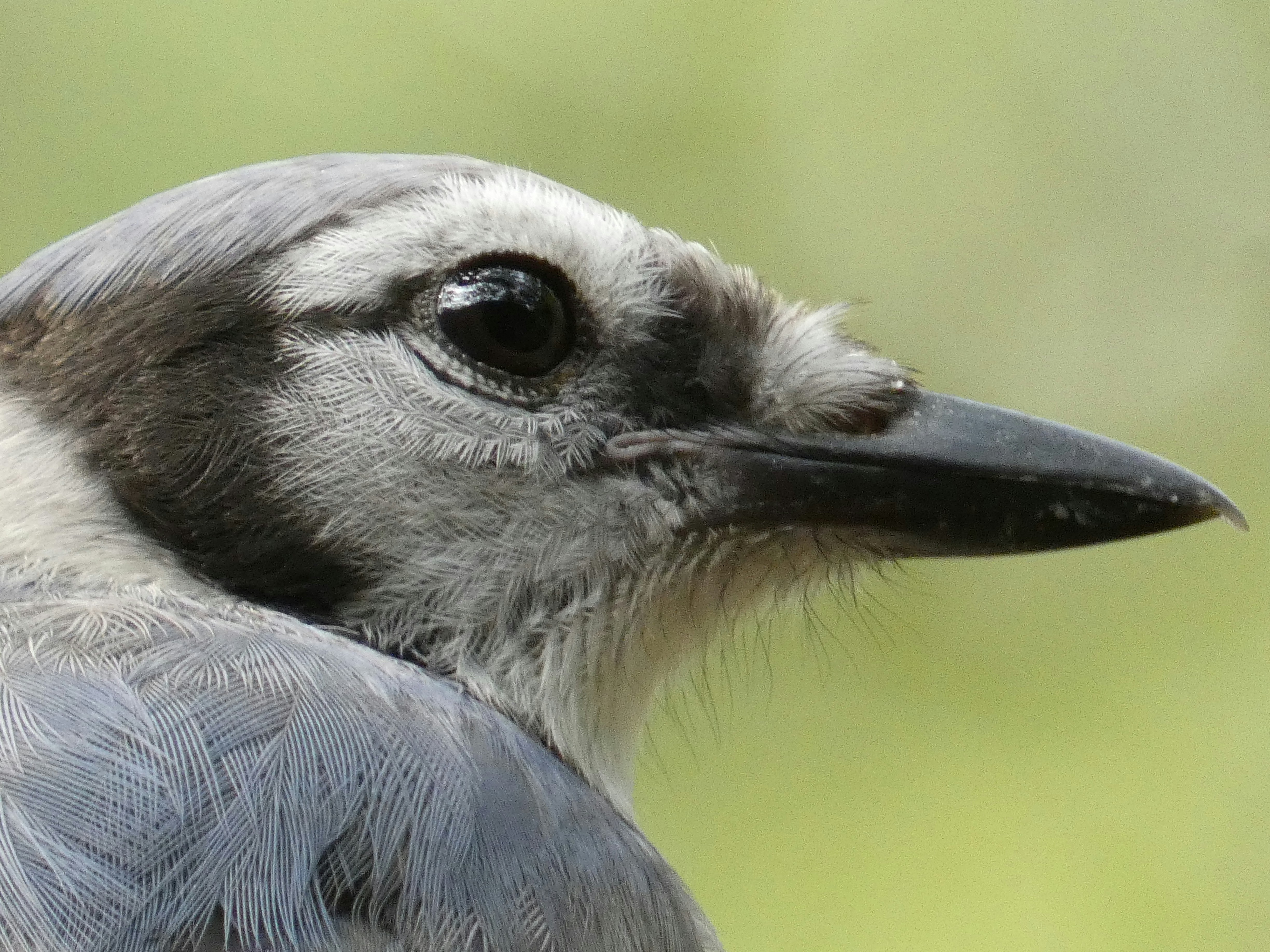 a close up of a bird with a blurry background