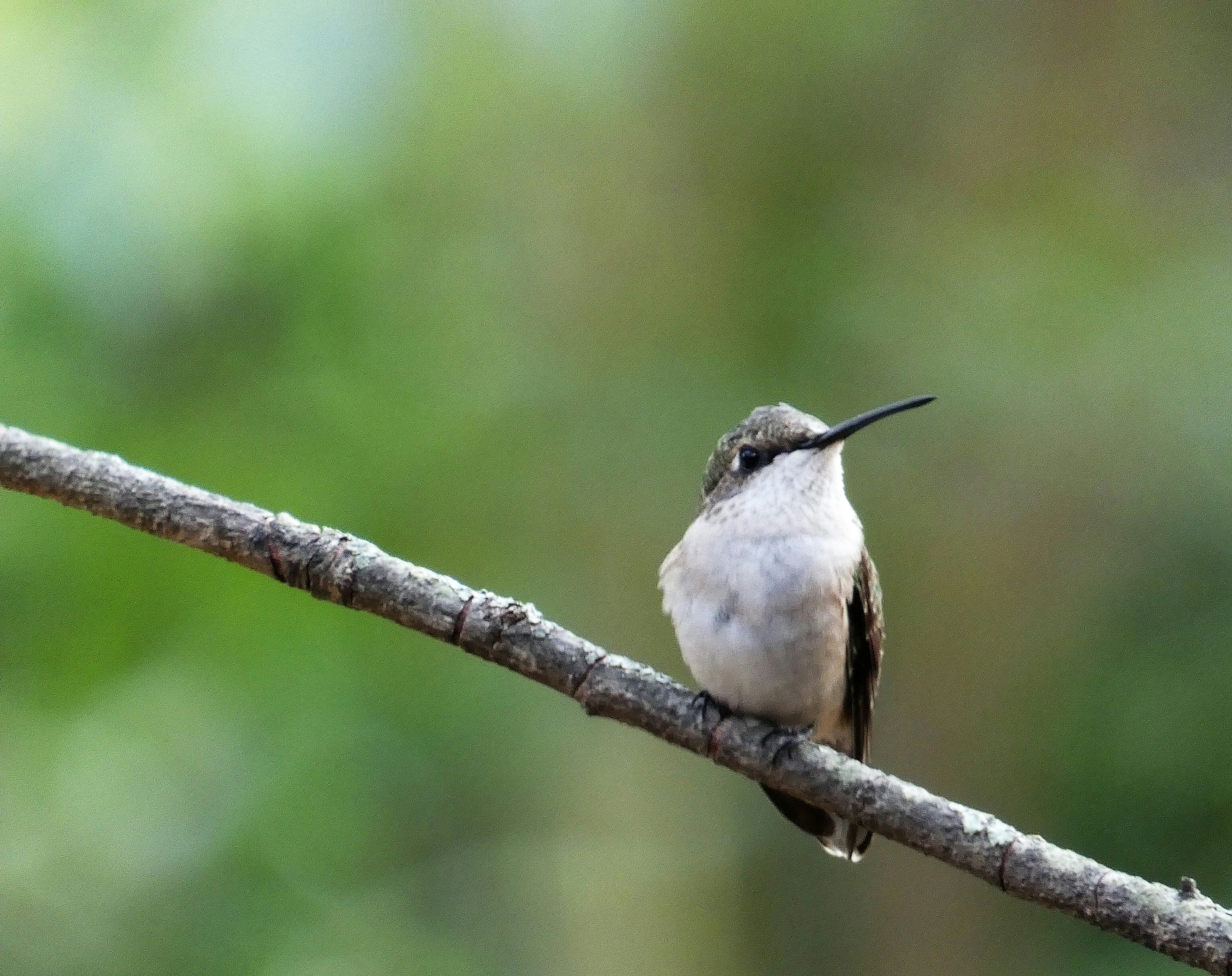 Photo by arkansas007