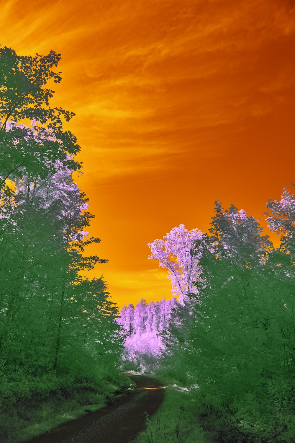 a road surrounded by trees with a red sky in the background
