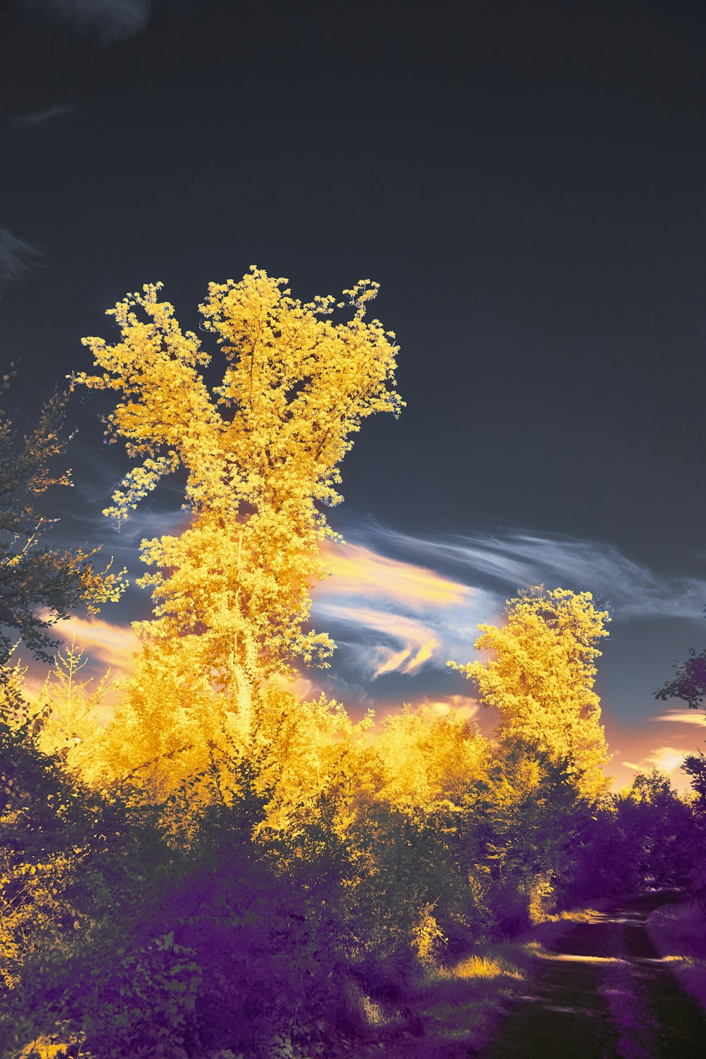 a yellow tree in the middle of a field