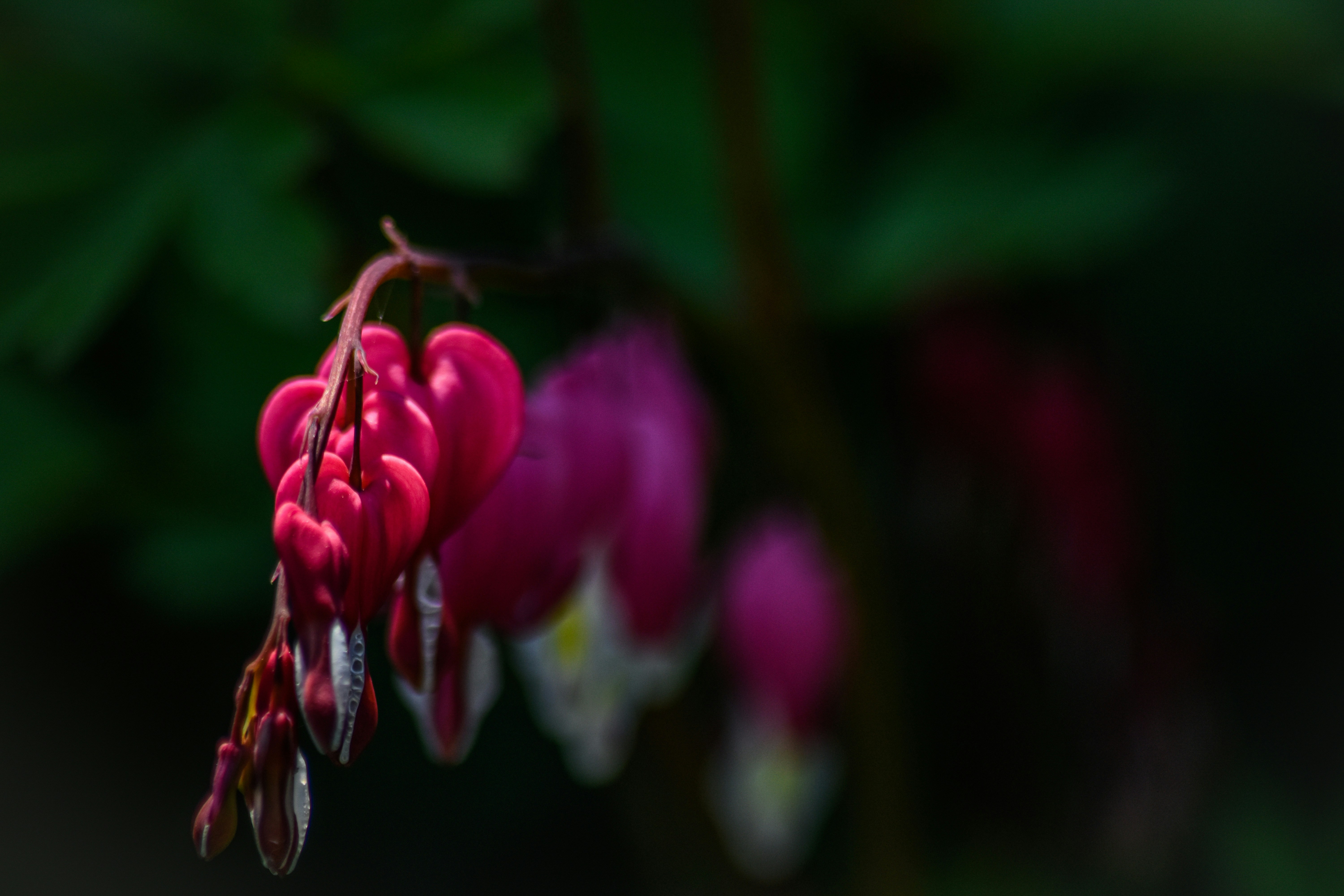 Photo by nickybertrand