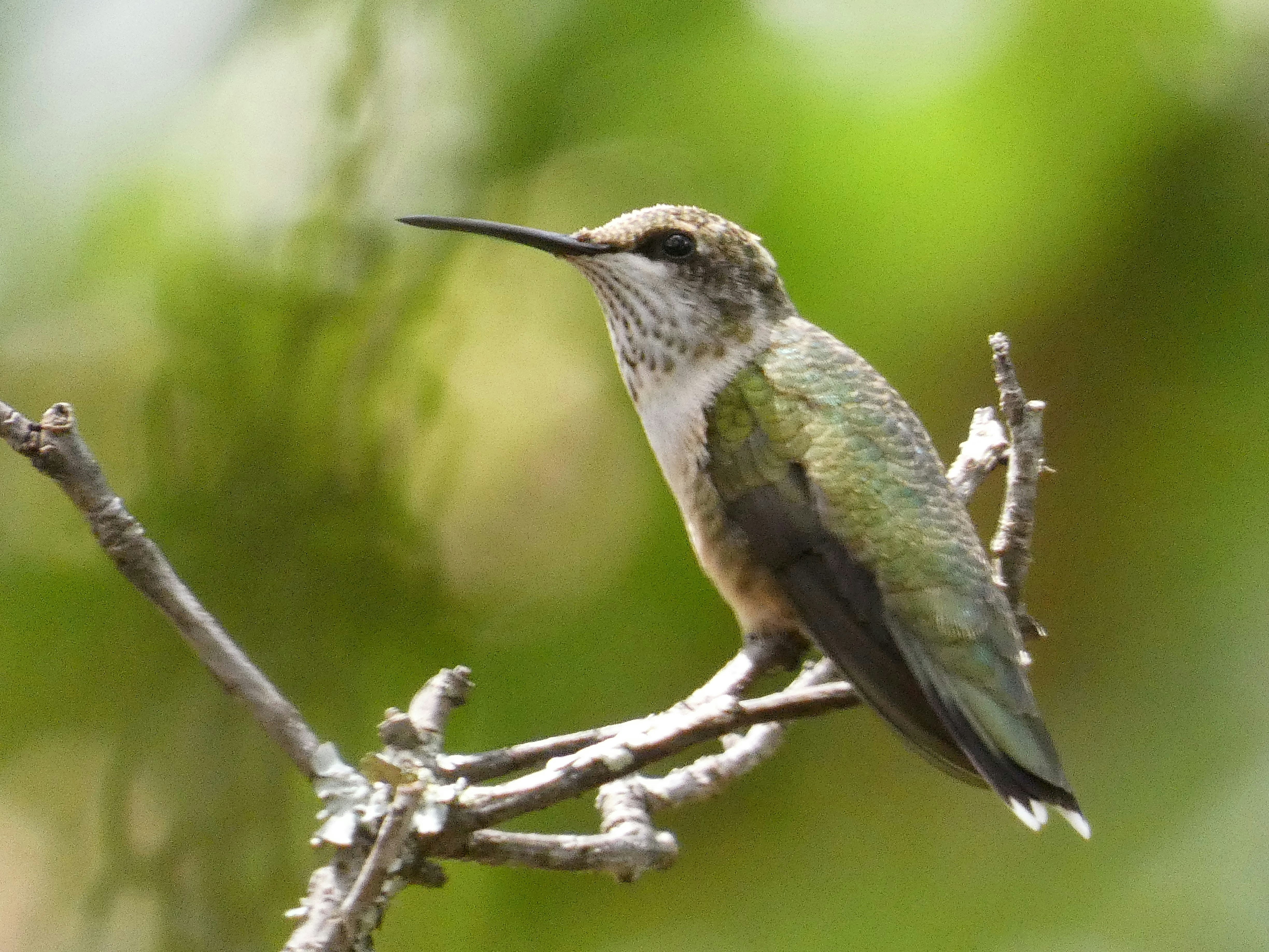 Photo by arkansas007