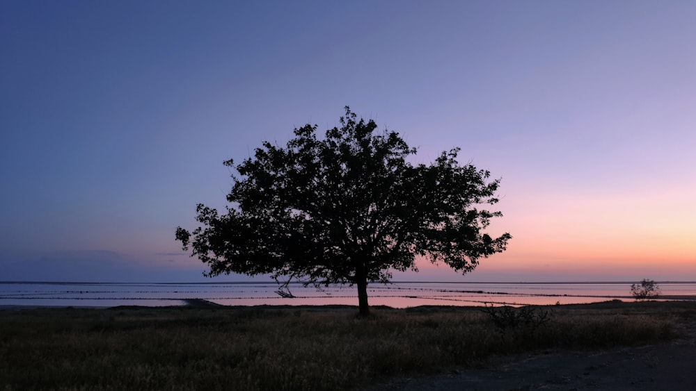 a lone tree in a field at sunset