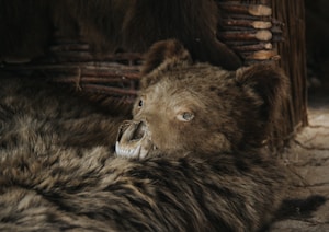 a brown bear laying on top of a stone floor