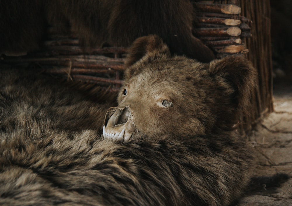 a brown bear laying on top of a stone floor