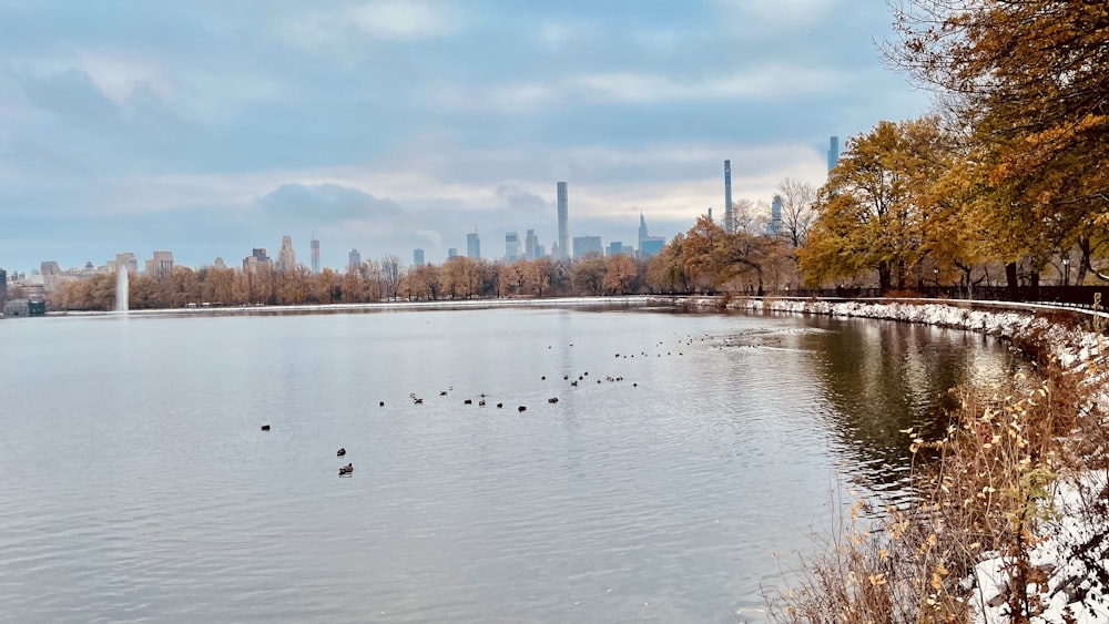 a large body of water surrounded by trees