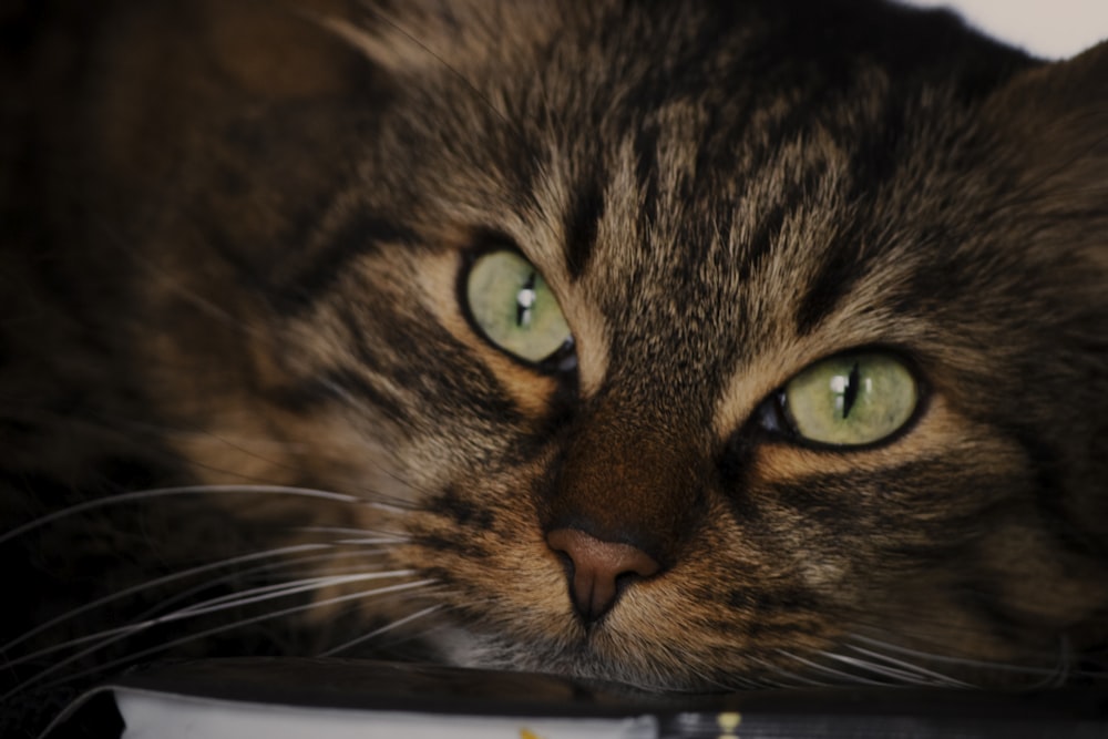 a close up of a cat with green eyes