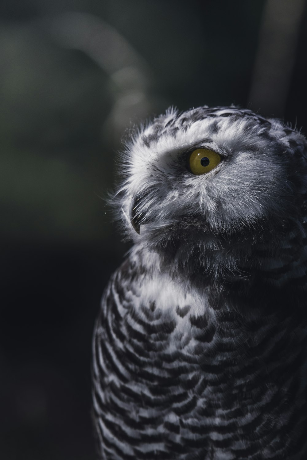 a black and white photo of an owl with yellow eyes