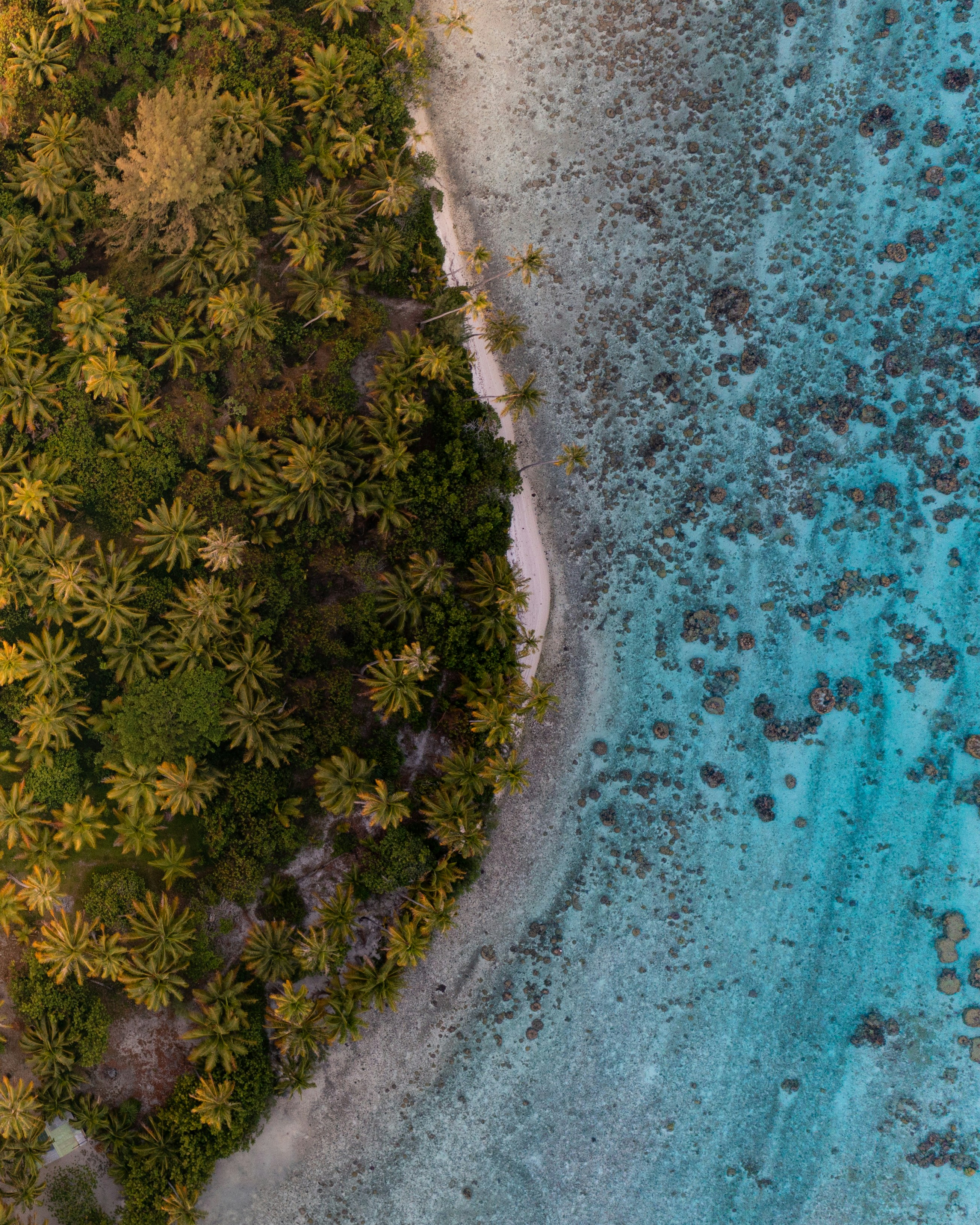 an aerial view of a beach with palm trees