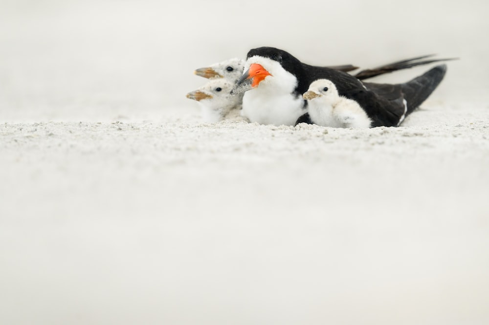 Ein paar Vögel, die im Sand stehen