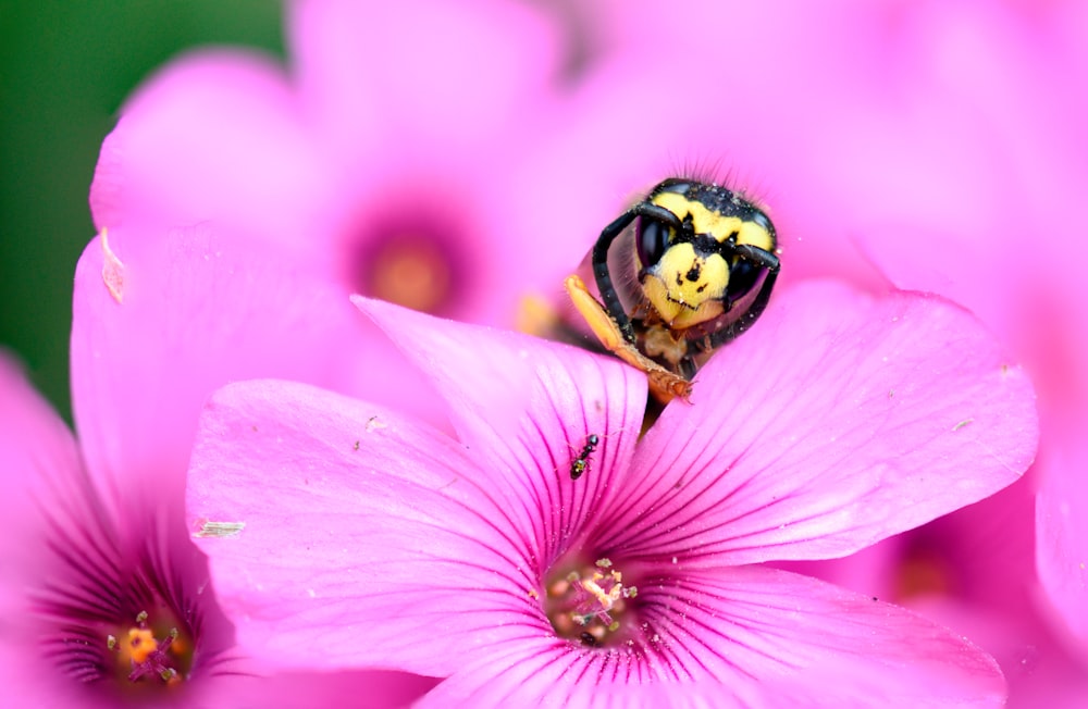 a yellow and black insect sitting on top of a pink flower