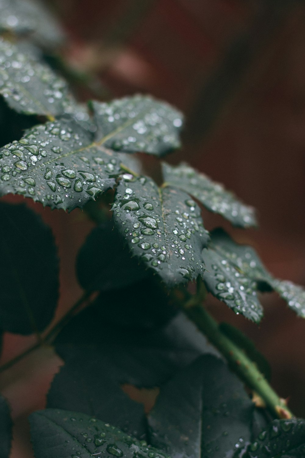 un primer plano de una hoja con gotas de agua