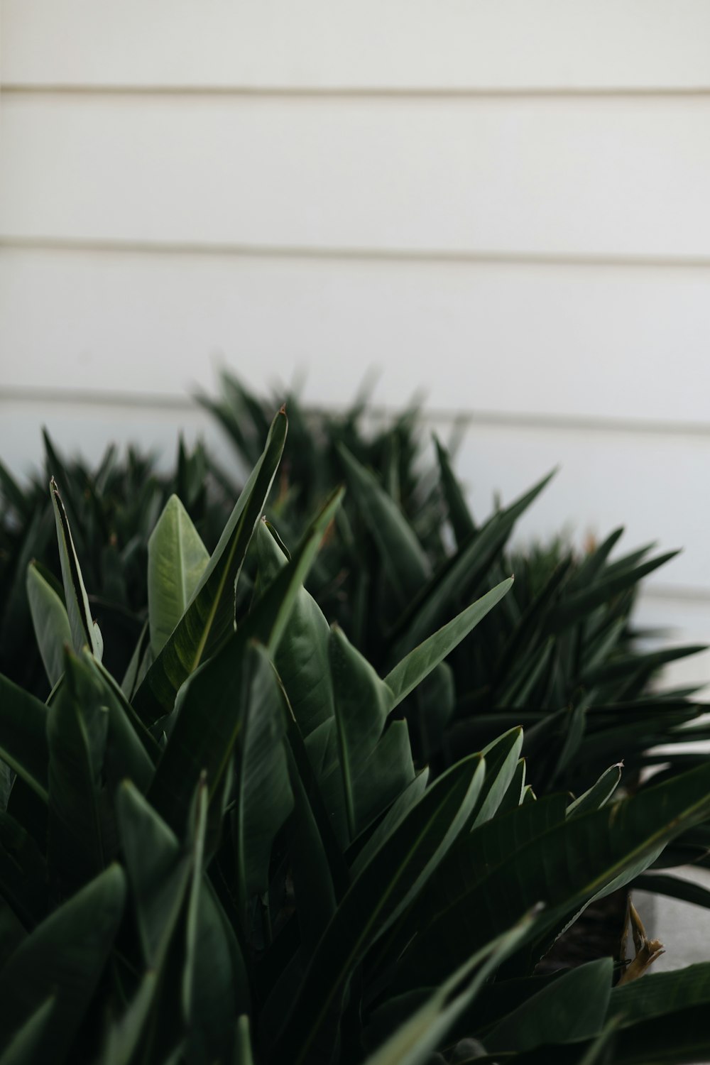 a close up of a plant with green leaves