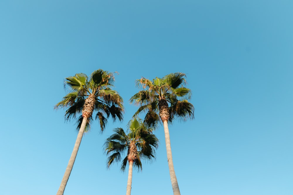 three palm trees with a blue sky in the background