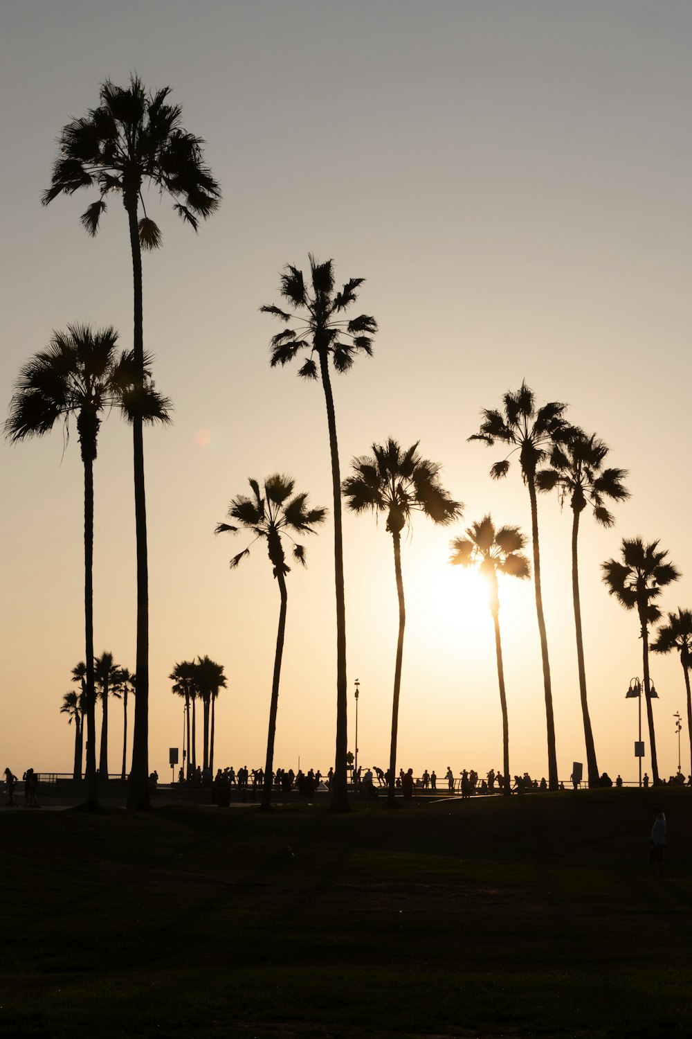 palm trees are silhouetted against the setting sun