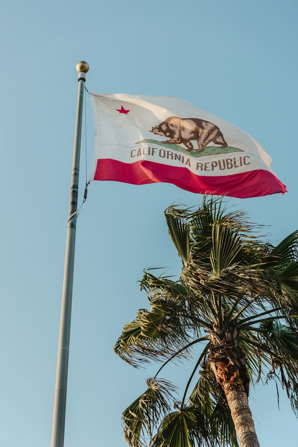 a california state flag flying on top of a palm tree