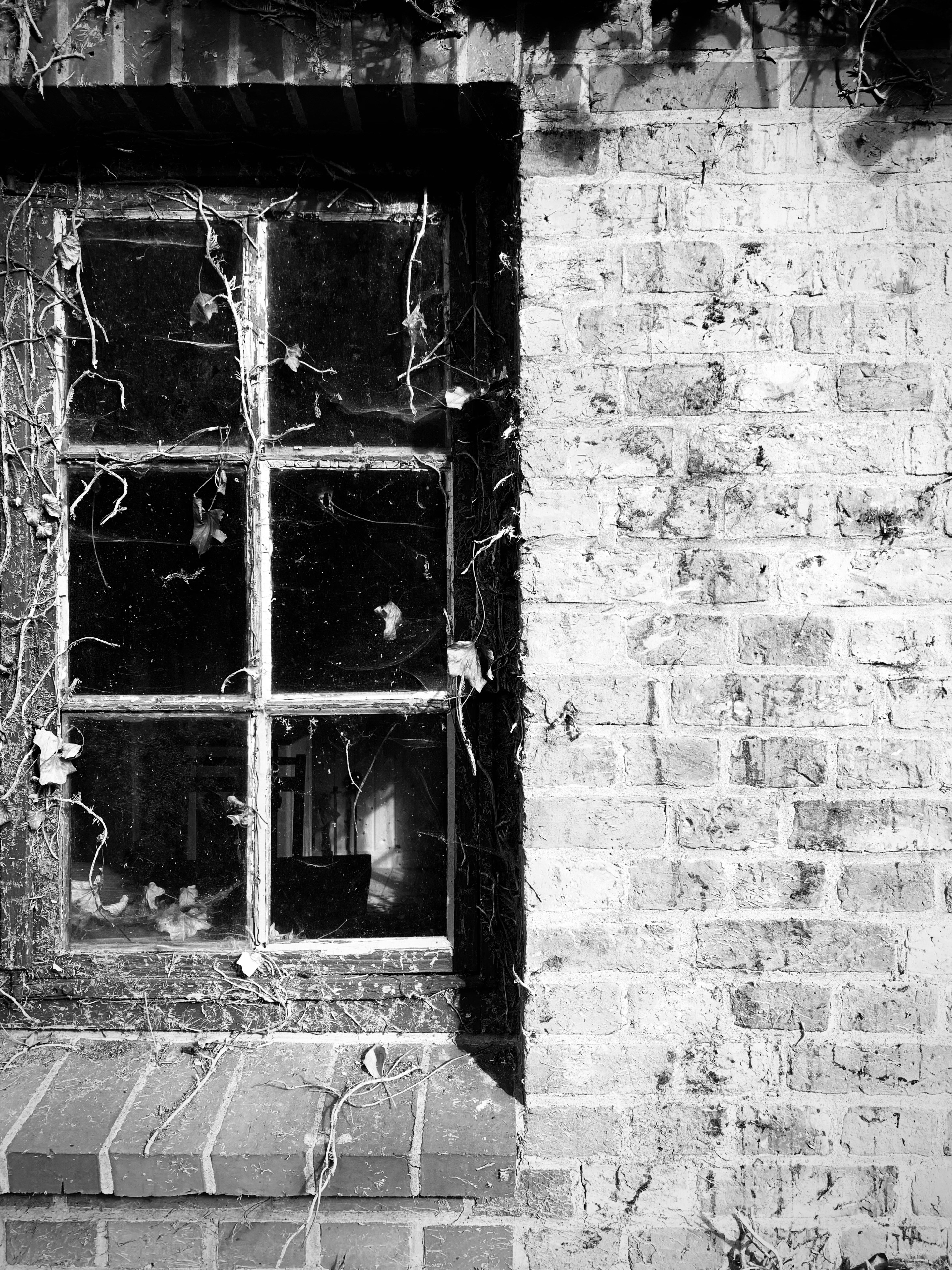 Photo by alina_wulf4