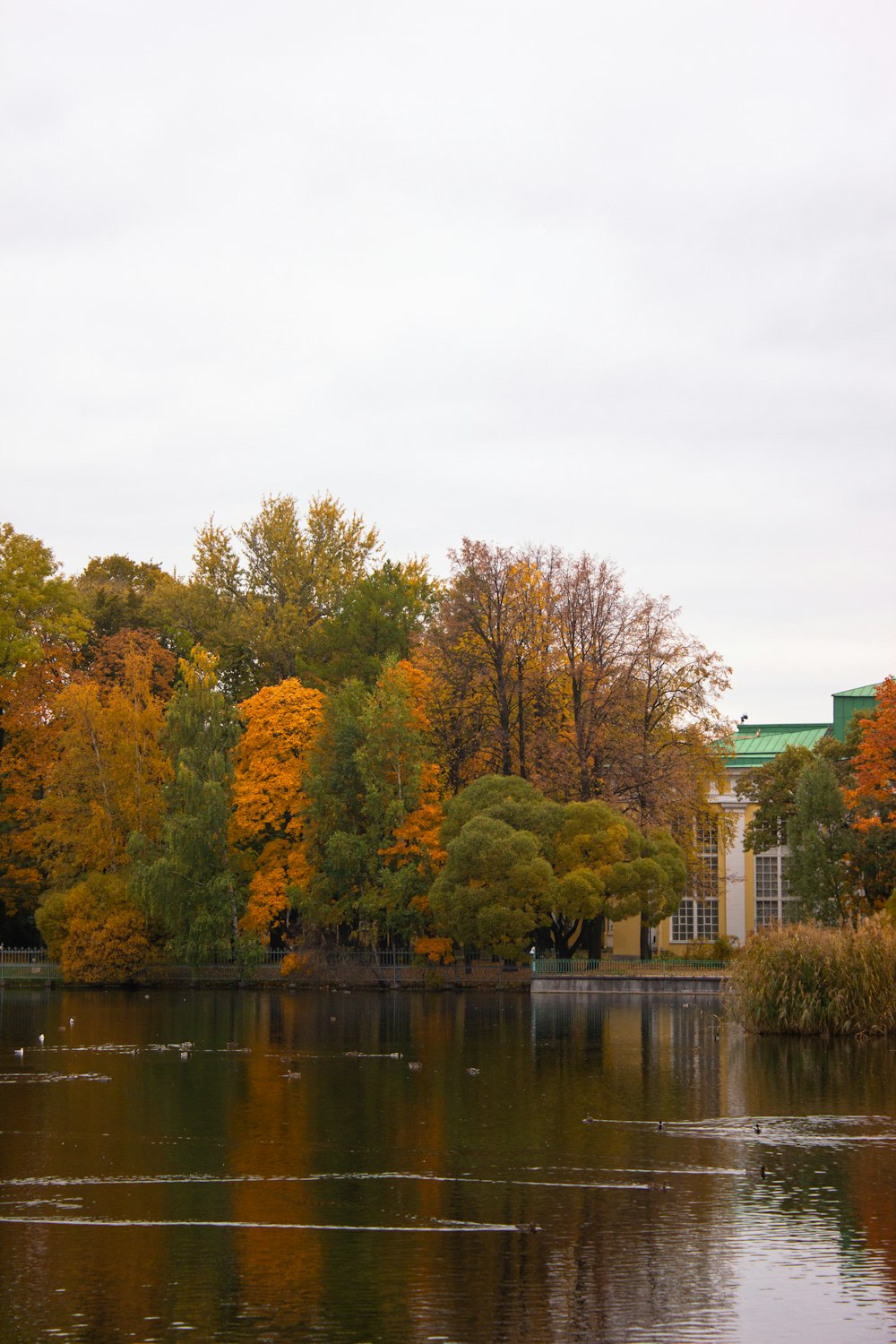 a body of water surrounded by lots of trees