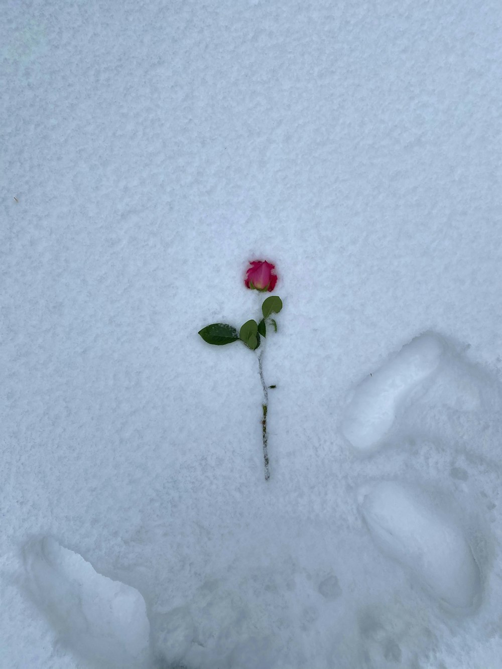 a single rose is poking out of the snow