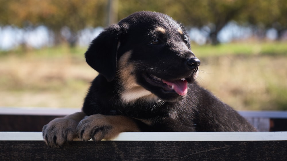 a black and brown dog laying on top of a wooden bench