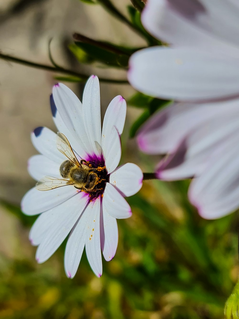 uma abelha está sentada em uma flor branca