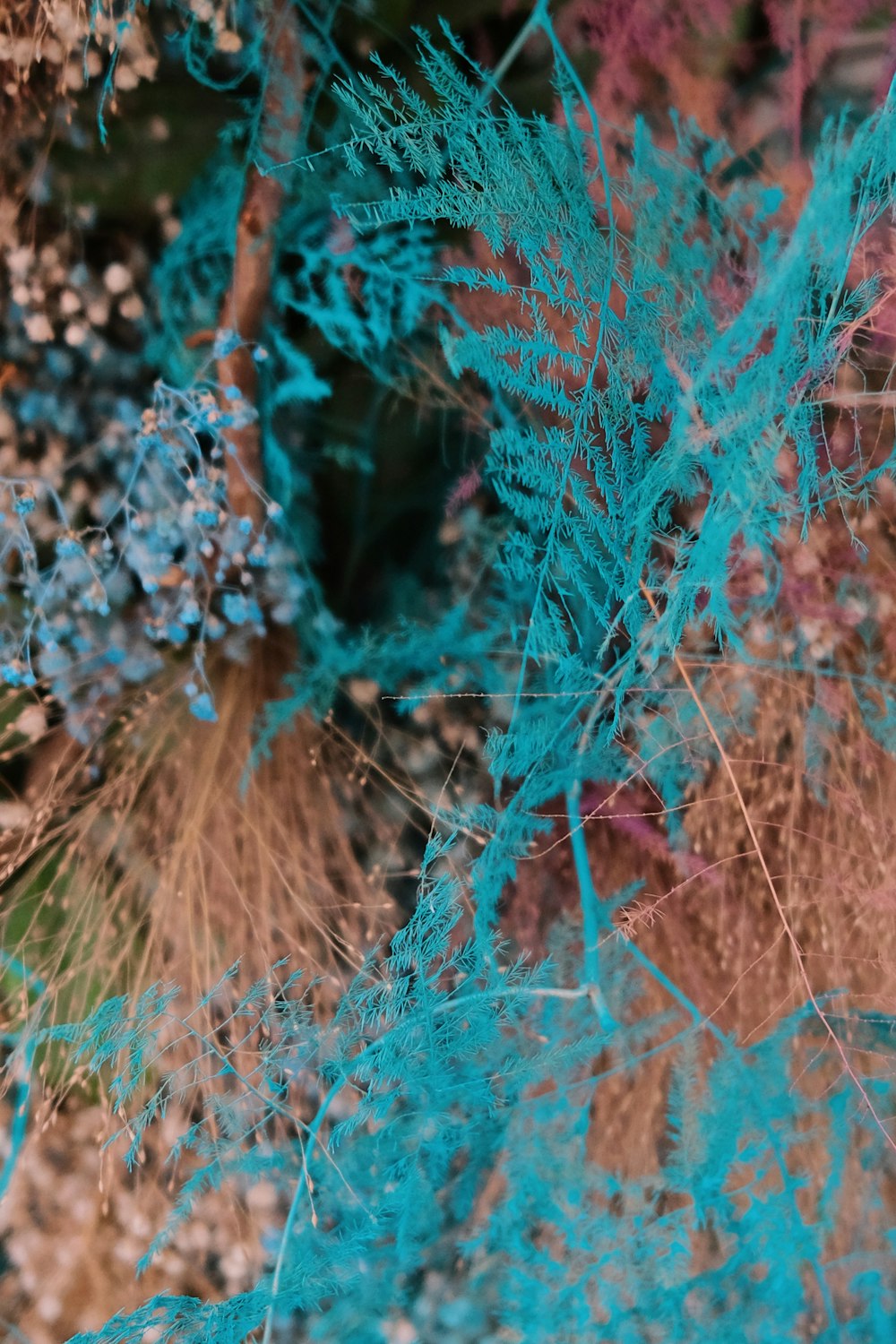 a close up of a plant with blue leaves