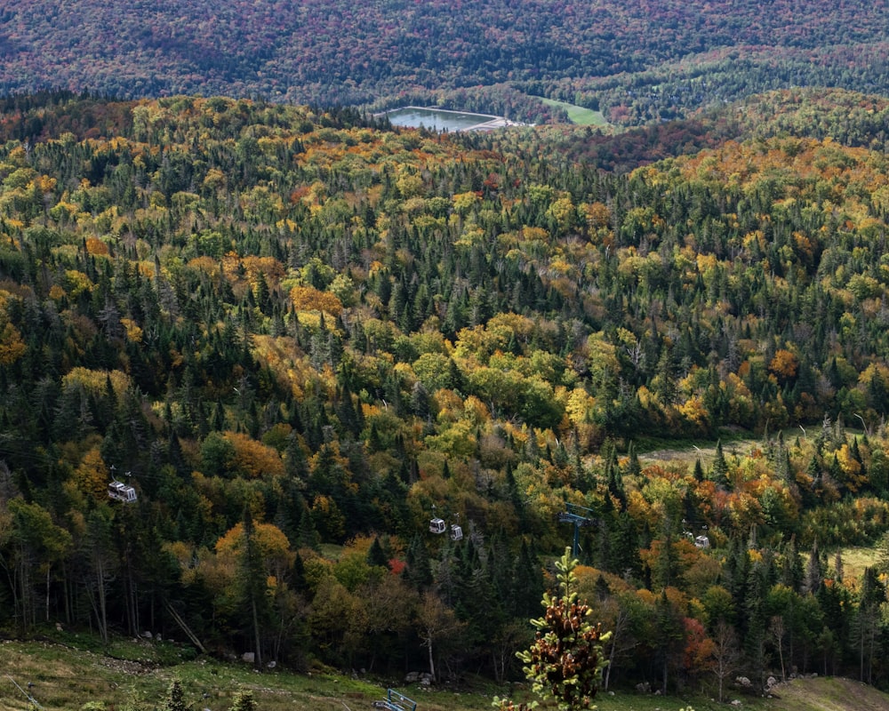 a scenic view of a forest with a lake in the distance