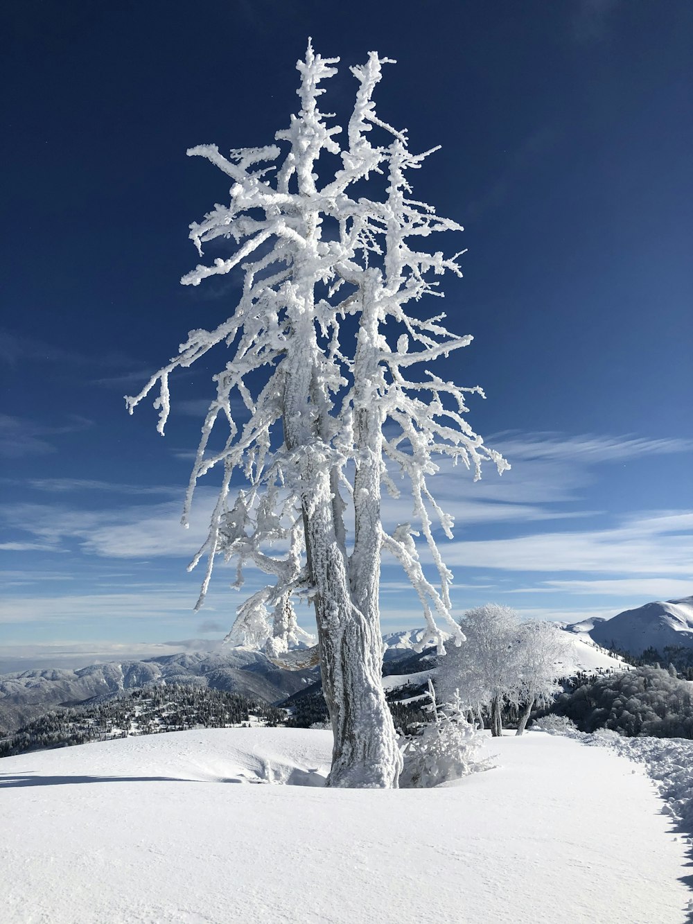 a snow covered tree on top of a snow covered slope