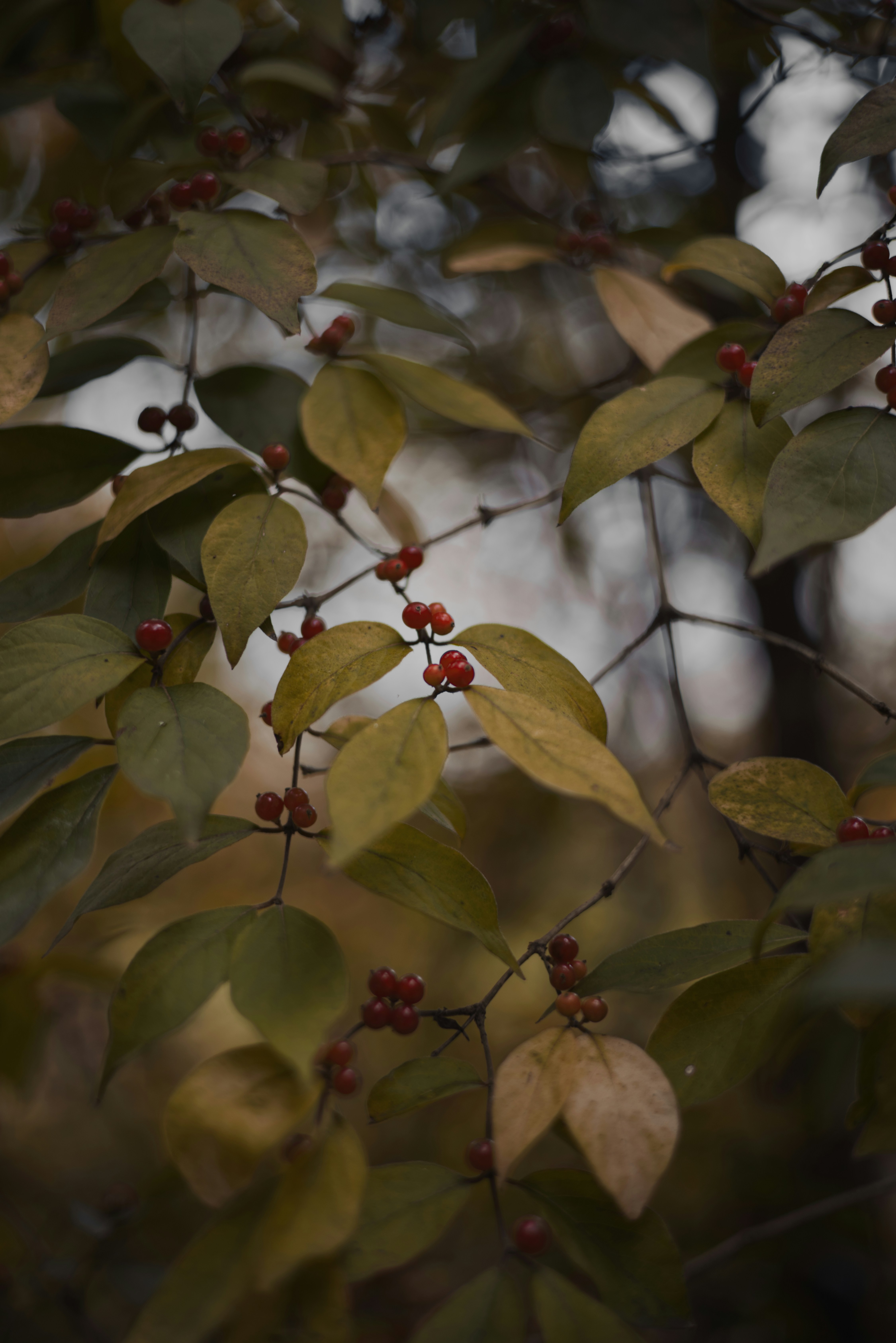 Photo by ldpeterson11