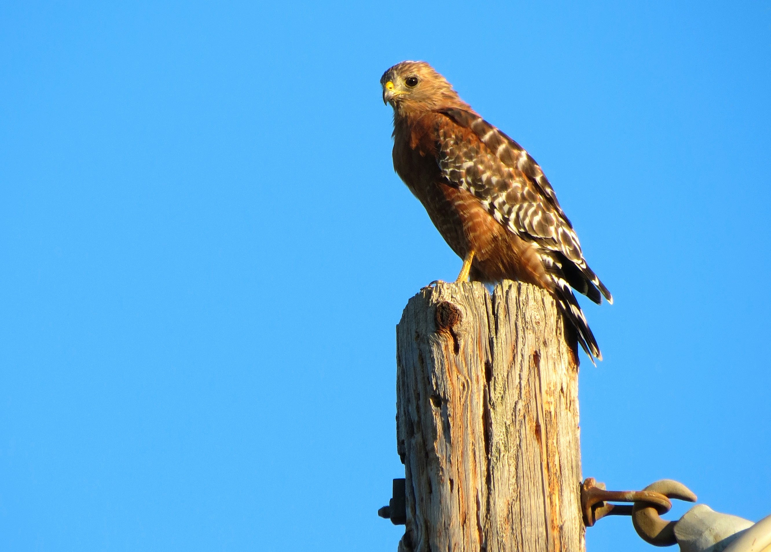 Un halcón sentado encima de un poste de madera