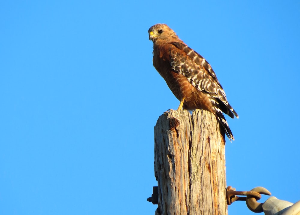 a hawk sitting on top of a wooden pole