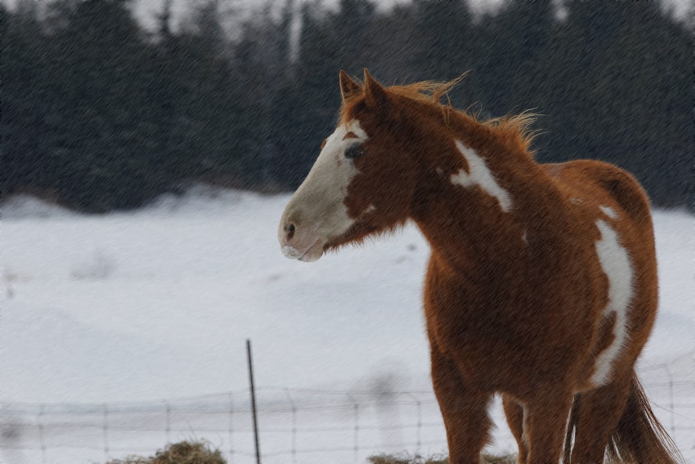 a brown and white horse standing on top of a snow covered field