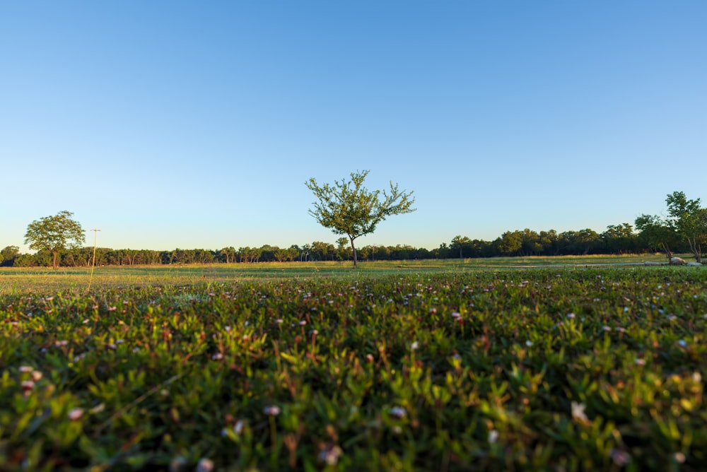 Un campo erboso con un albero solitario in lontananza