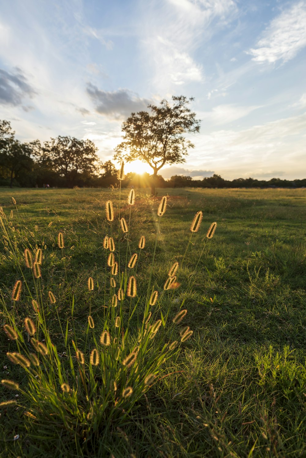 a grassy field with a tree in the distance