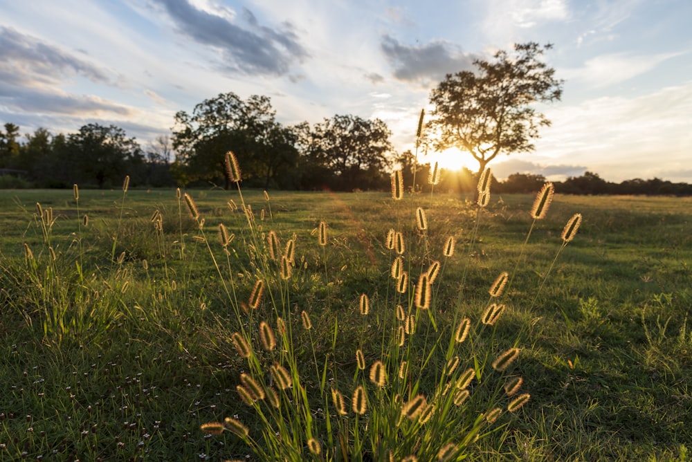 a grassy field with a tree in the background