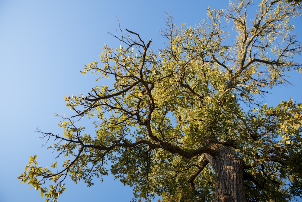 a tree with green leaves and a blue sky in the background