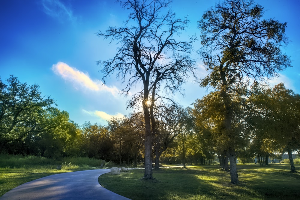 un percorso attraverso un parco con alberi ed erba