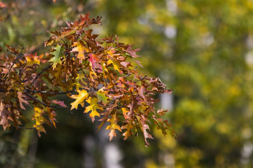 a close up of a tree with leaves