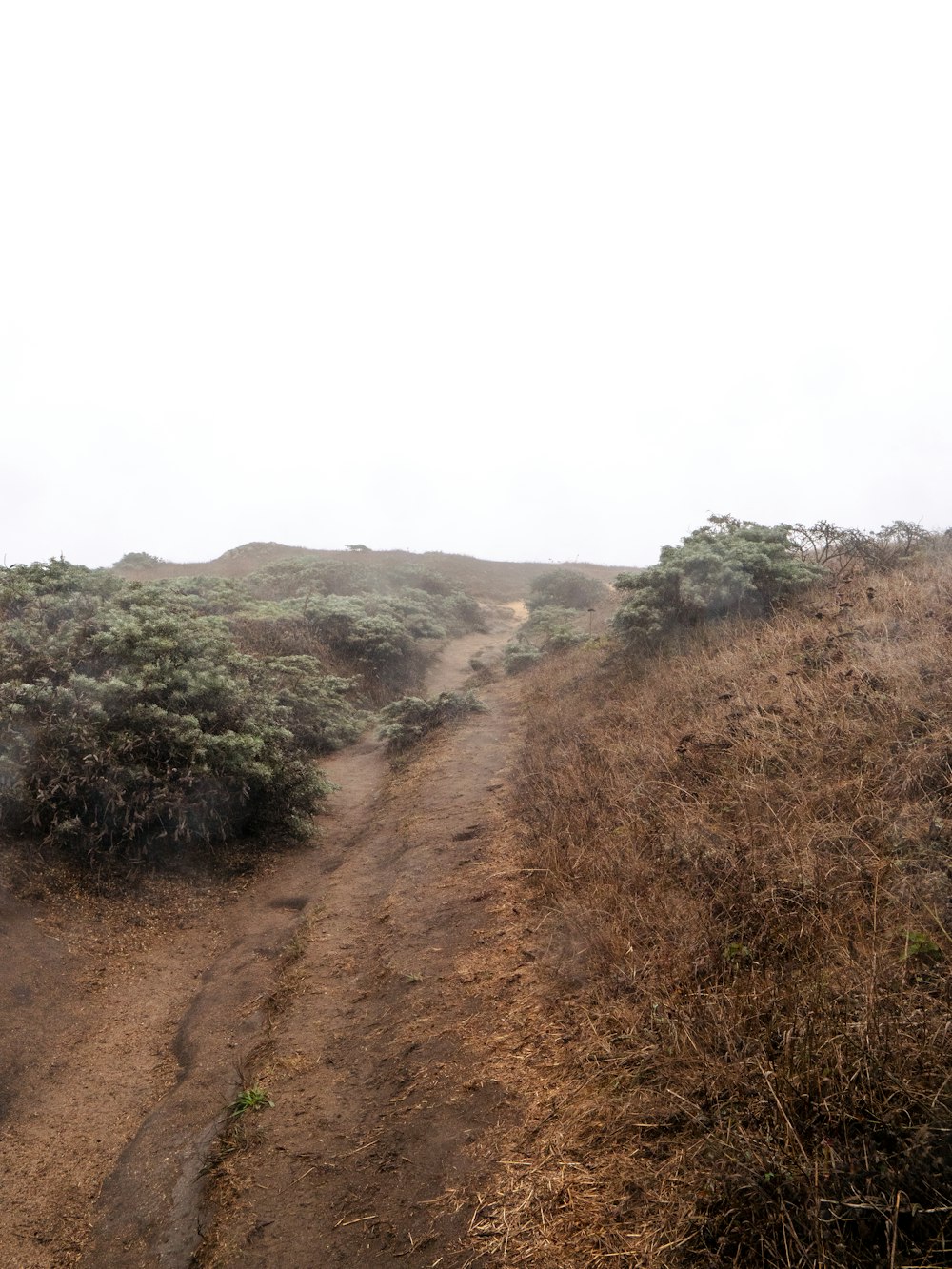 a dirt path in the middle of a field