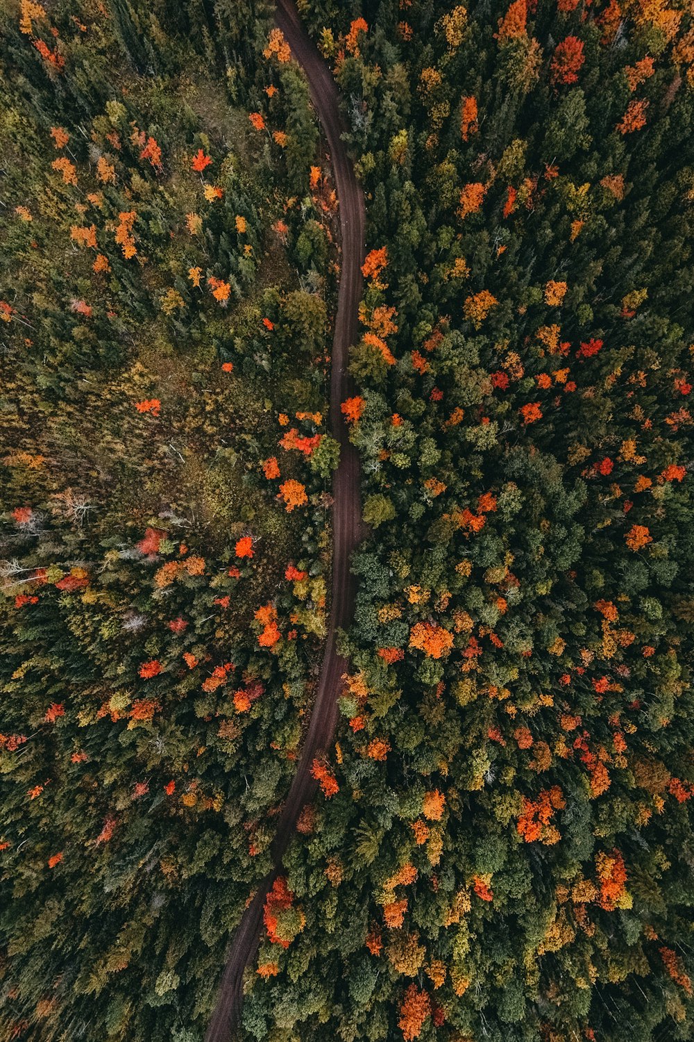 an aerial view of a road surrounded by trees