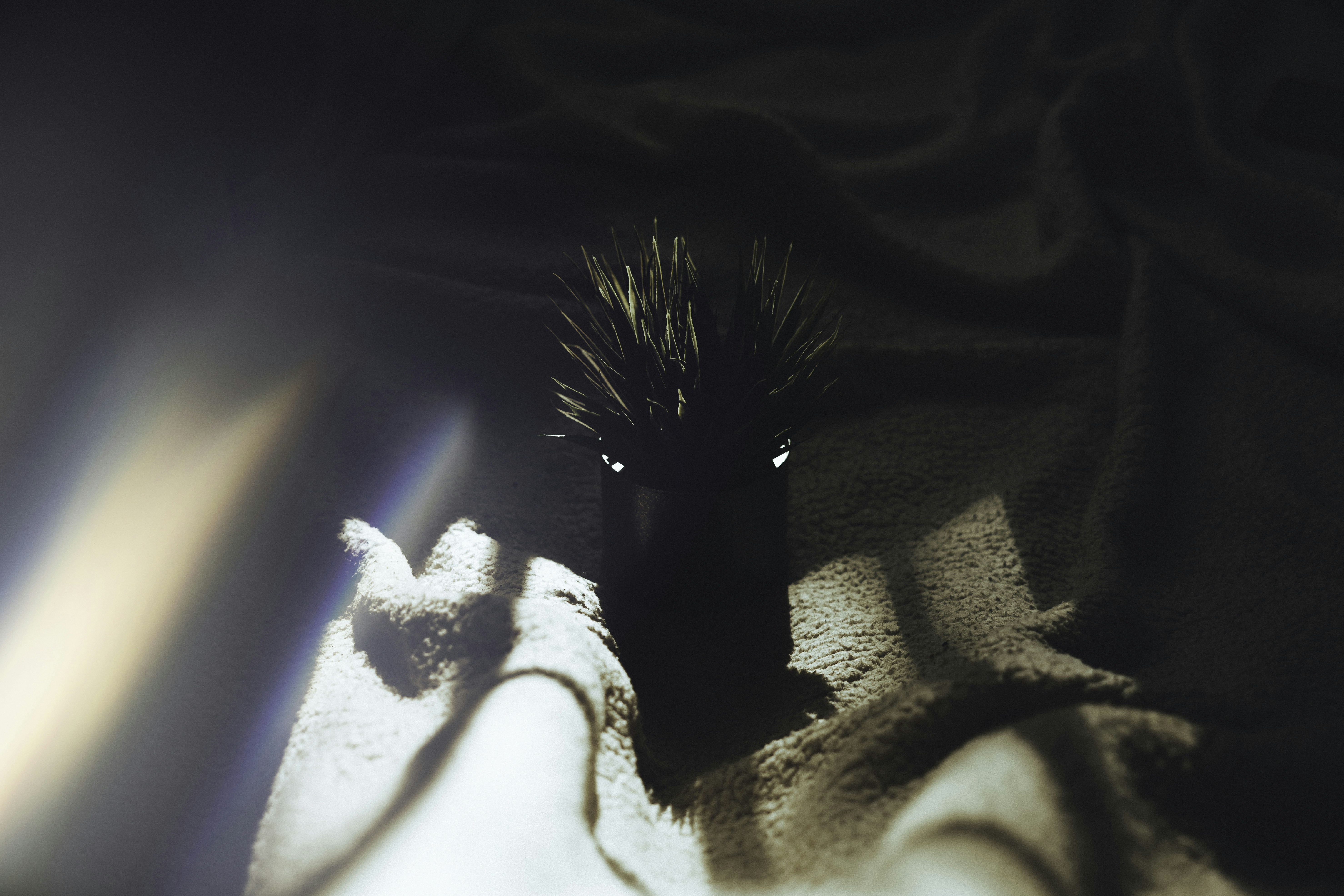 Pet hedgehog curled up showing common hedgehog fear triggers indoor