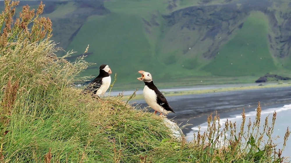 a couple of birds sitting on top of a grass covered hillside