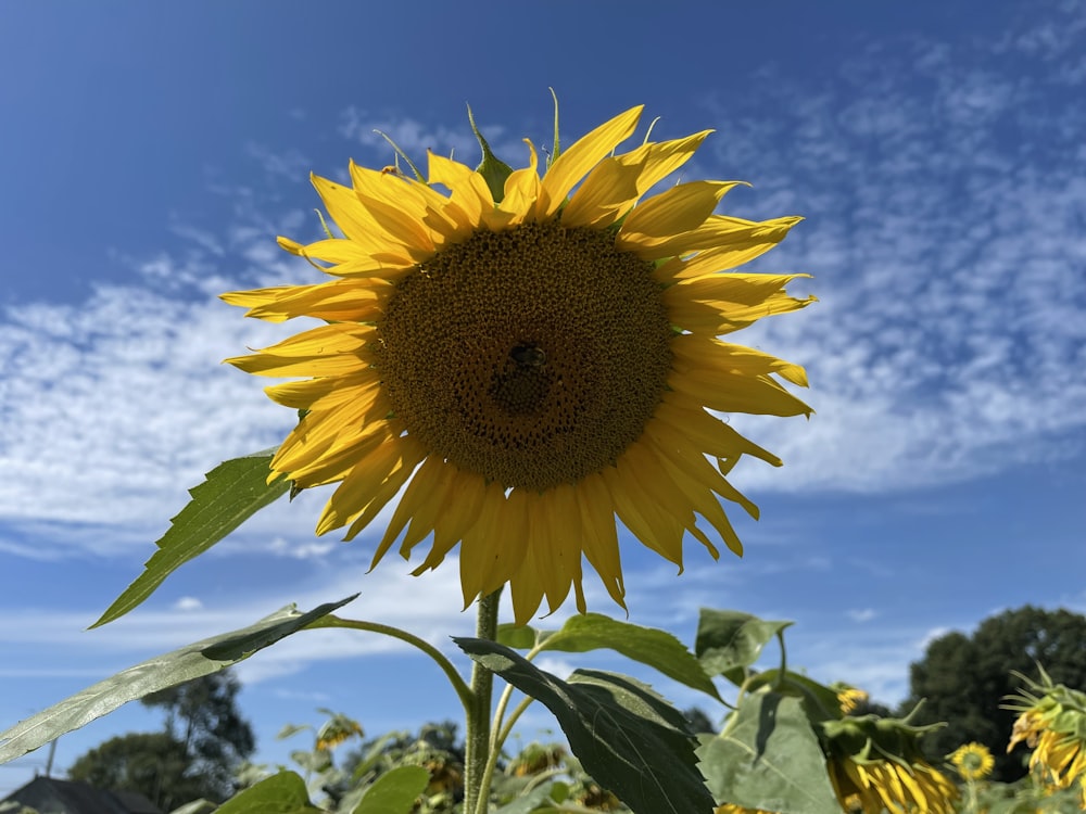 a sunflower with a blue sky in the background