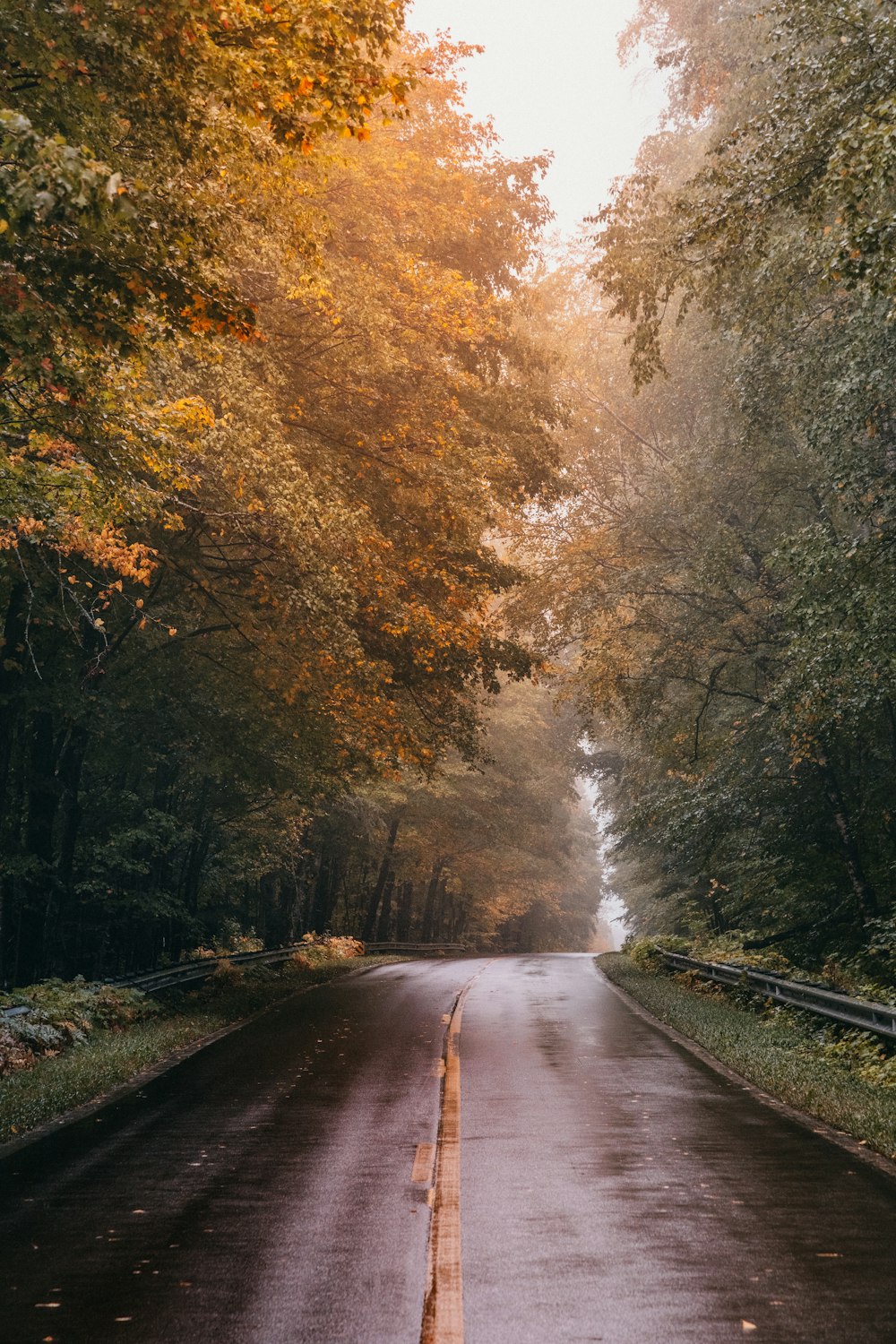 an empty road surrounded by trees in the fall