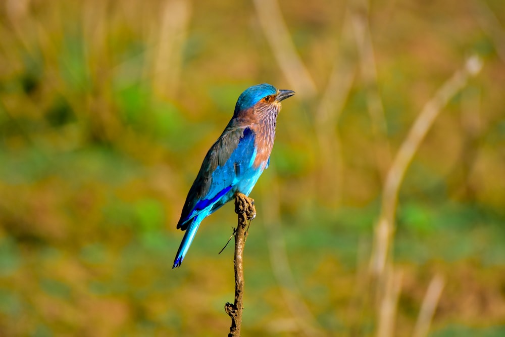 a blue bird sitting on top of a tree branch